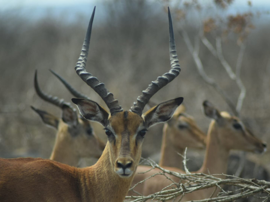 Dogs 4 Wildlife-赫卢赫卢韦必去景点