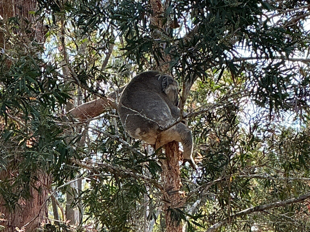 考拉医院-麦克夸利港必去景点