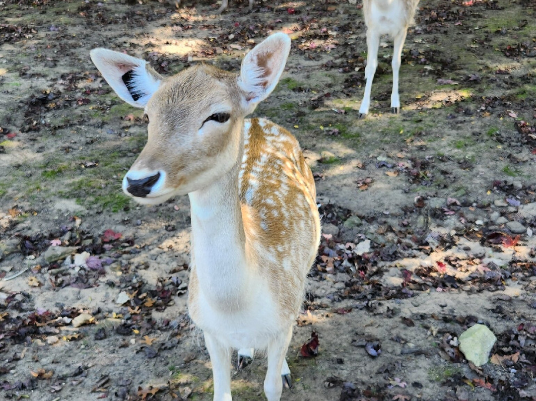 Wisconsin Deer Park-威斯康星峡谷必去景点
