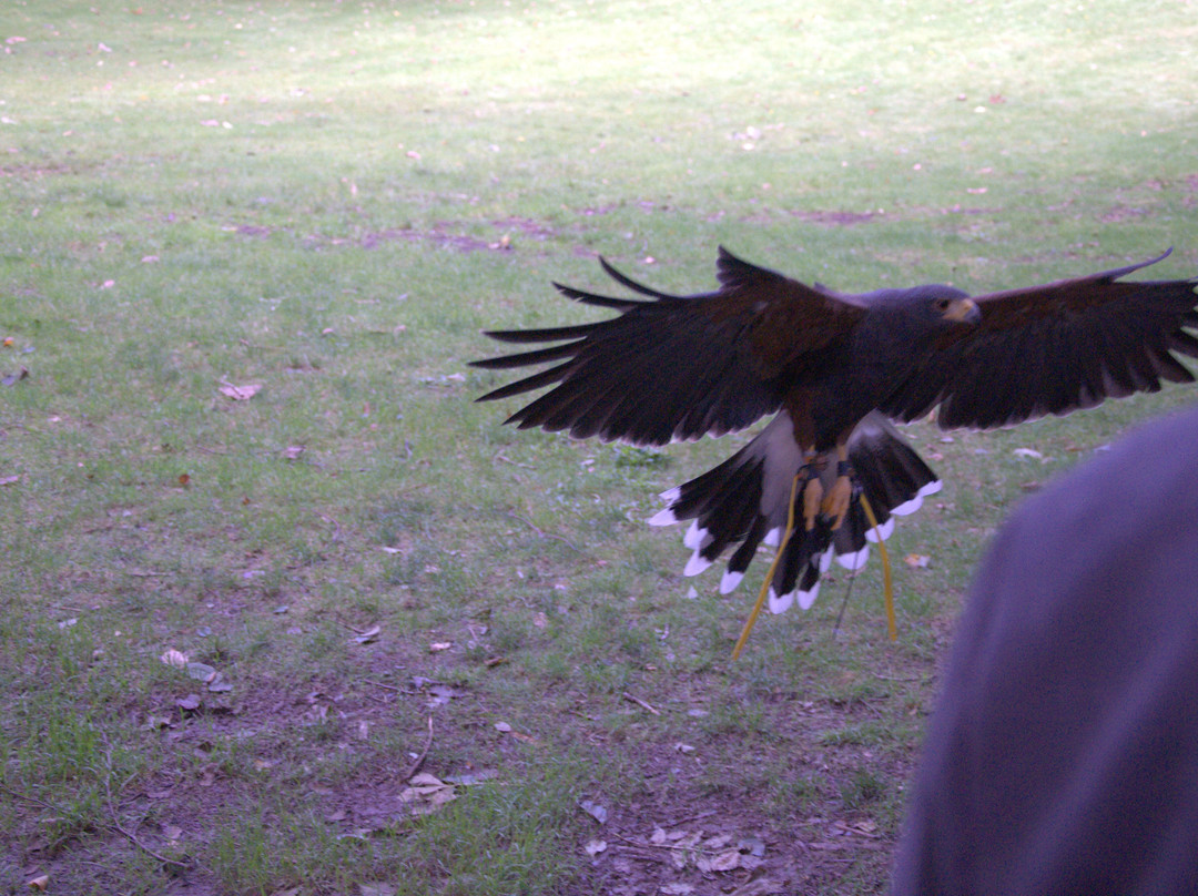 Ireland's School of Falconry-康镇必去景点