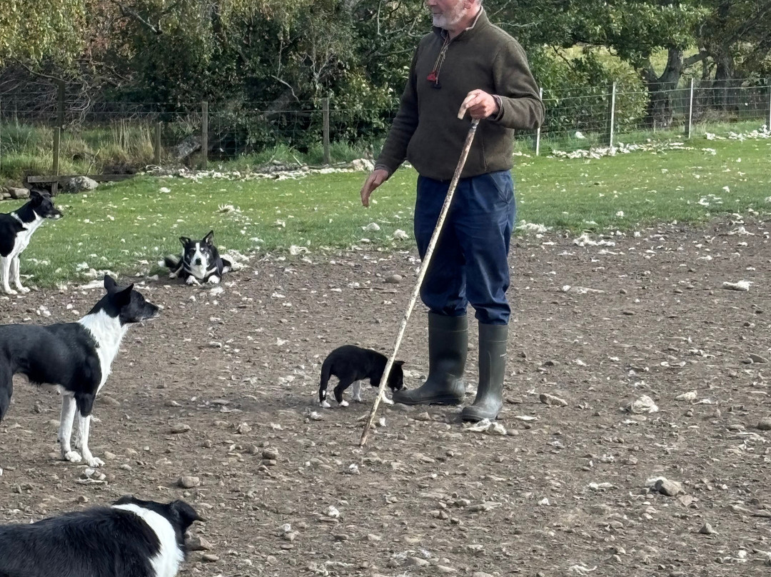 Working Sheepdogs-Kincraig必去景点