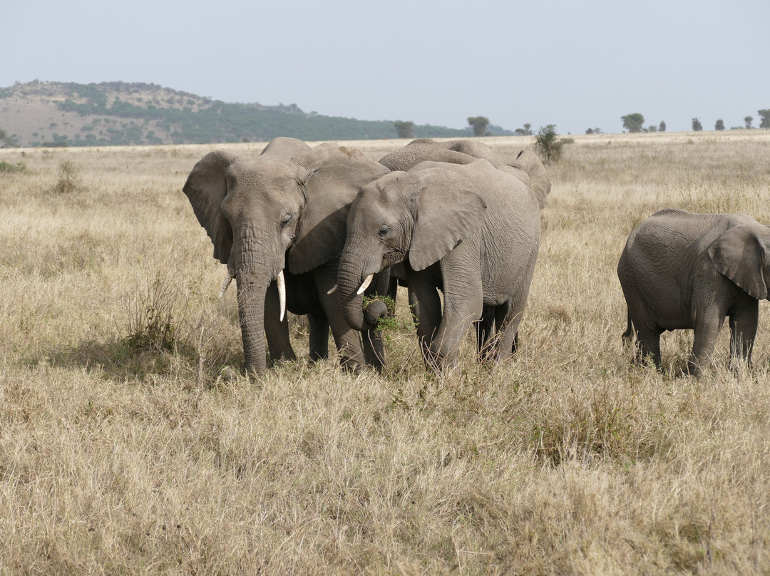 PK Adventure-乞力马扎罗山国家公园必去景点