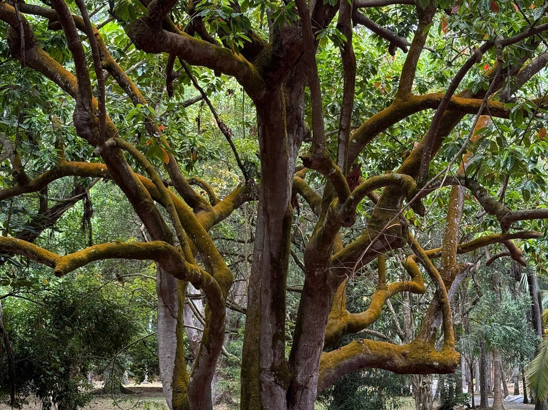 Sir Seewoosagur Ramgoolam Botanical Garden-庞波慕斯必去景点