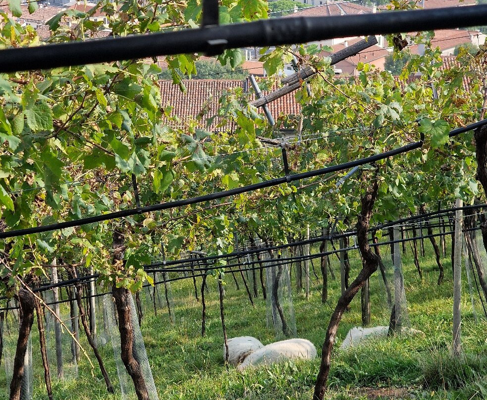 Cantina Giovanni Menti-Gambellara必去景点