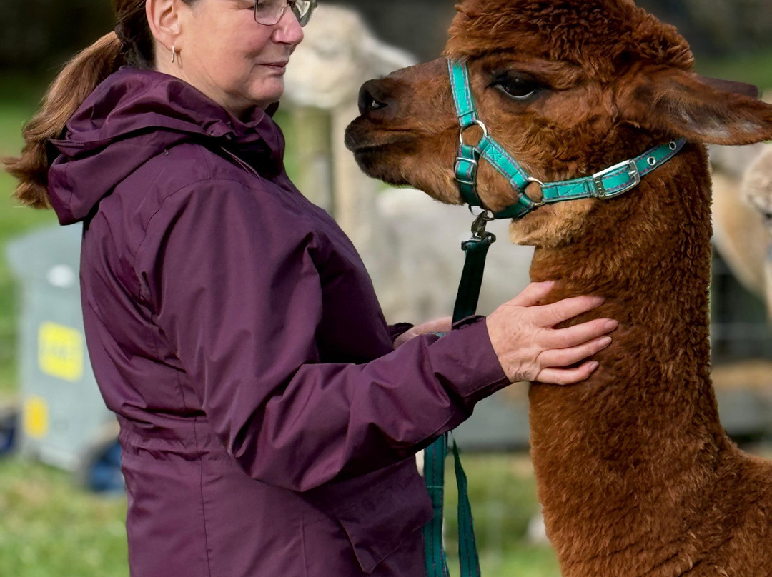 Bardsea Alpacas And Llamas-Bardsea必去景点