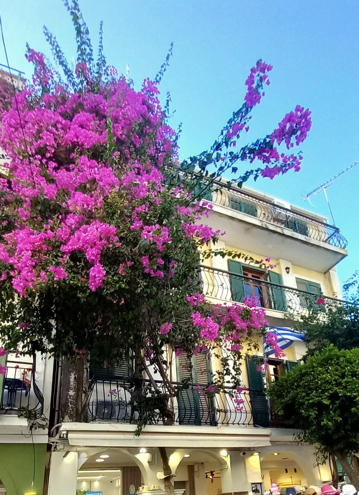 Zante Dolphin-官方