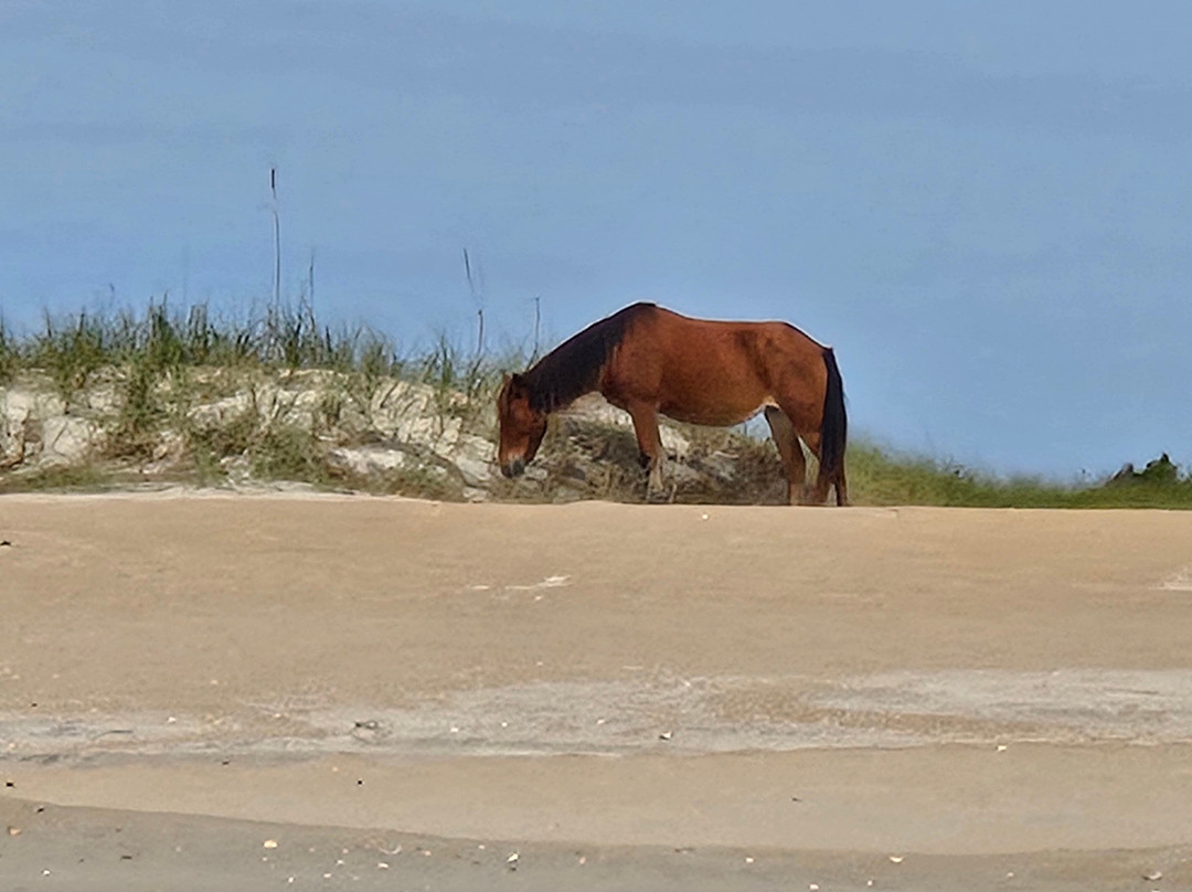 Crystal Coast Ecotours-莫尔黑德城必去景点