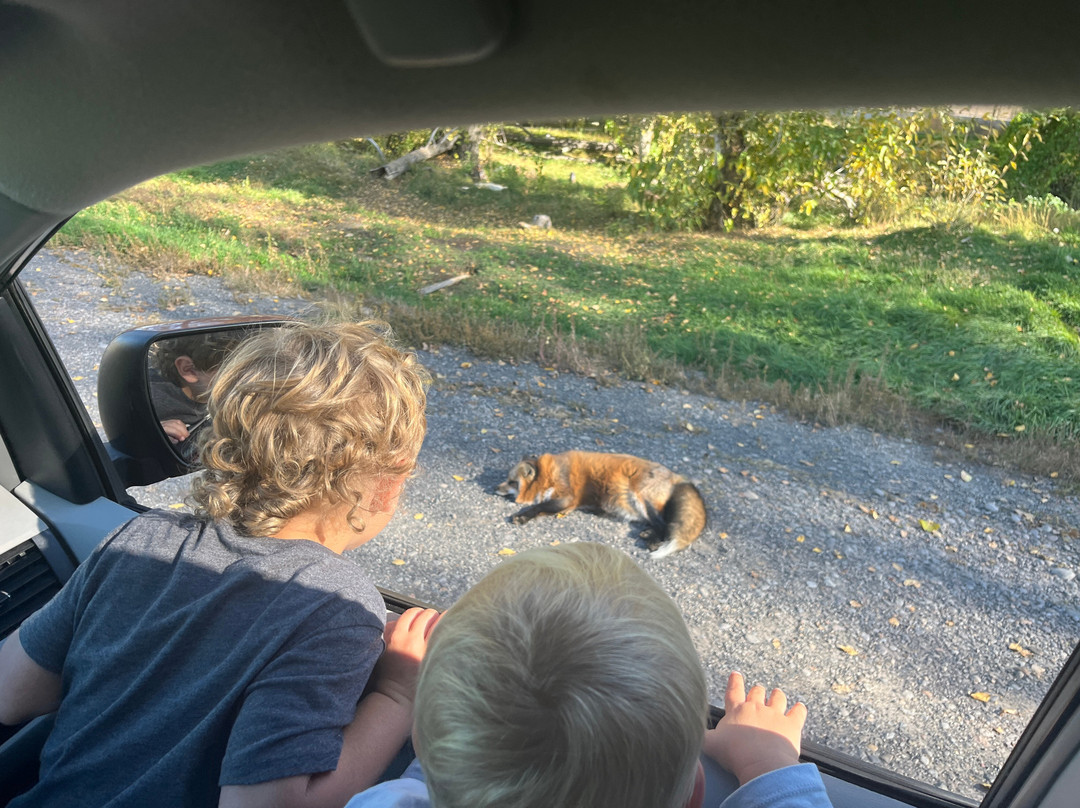 Yellowstone Safari Park-雷克斯堡必去景点