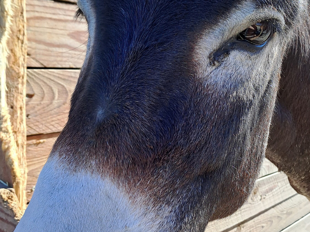 Happy Ears Donkey Sanctuary