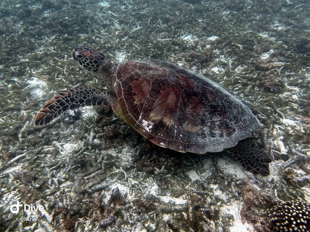 Giant Clam Sanctuary-Savaia必去景点