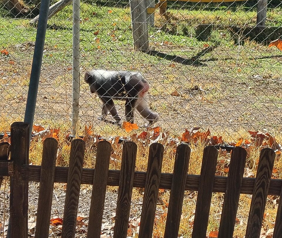 Centro De Rescate Y Recuperación De Primates Rainfer-Fuente El Saz De Jarama必去景点