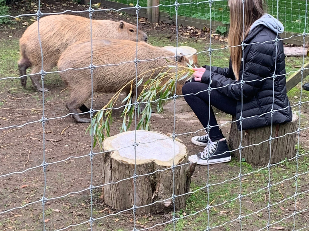 Greenacres Animal Park-Deeside必去景点