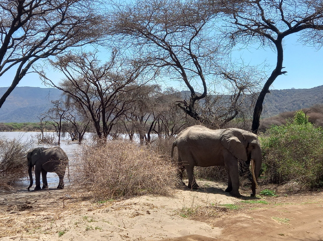 Lake Manyara-Lake Manyara National Park必去景点