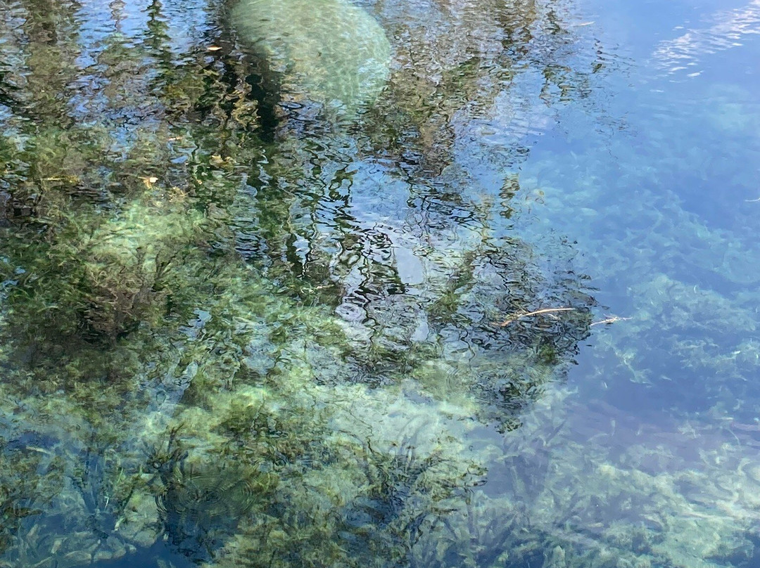 Silver Springs State Park-Silver Springs必去景点