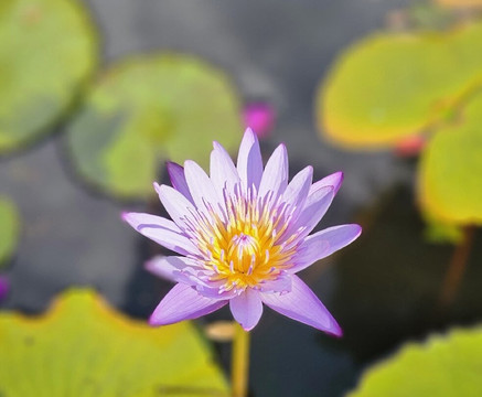 雾映高处由The Sanihara