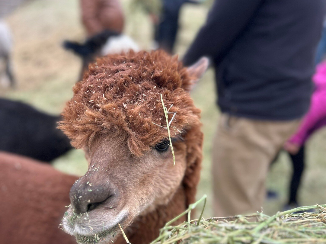 Smooth Alpaca Experience-Morrison必去景点