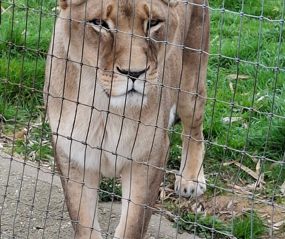 Wolds Wildlife Park-Horncastle必去景点
