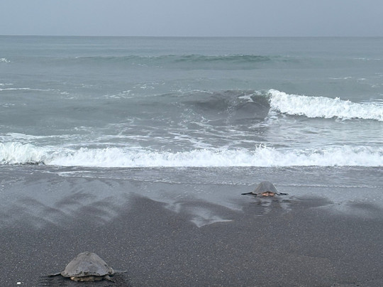 Tropico Local Tours-塔马林多必去景点