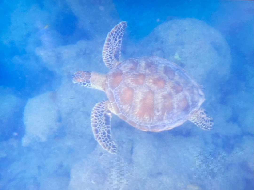 Fitzroy Island National Park-菲茨罗伊岛必去景点