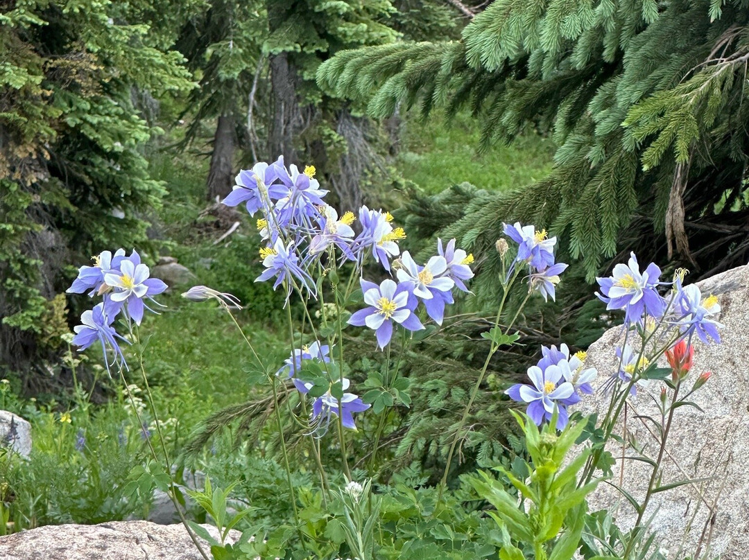 Mount Zirkel Wilderness Area-斯廷博特斯普林斯必去景点