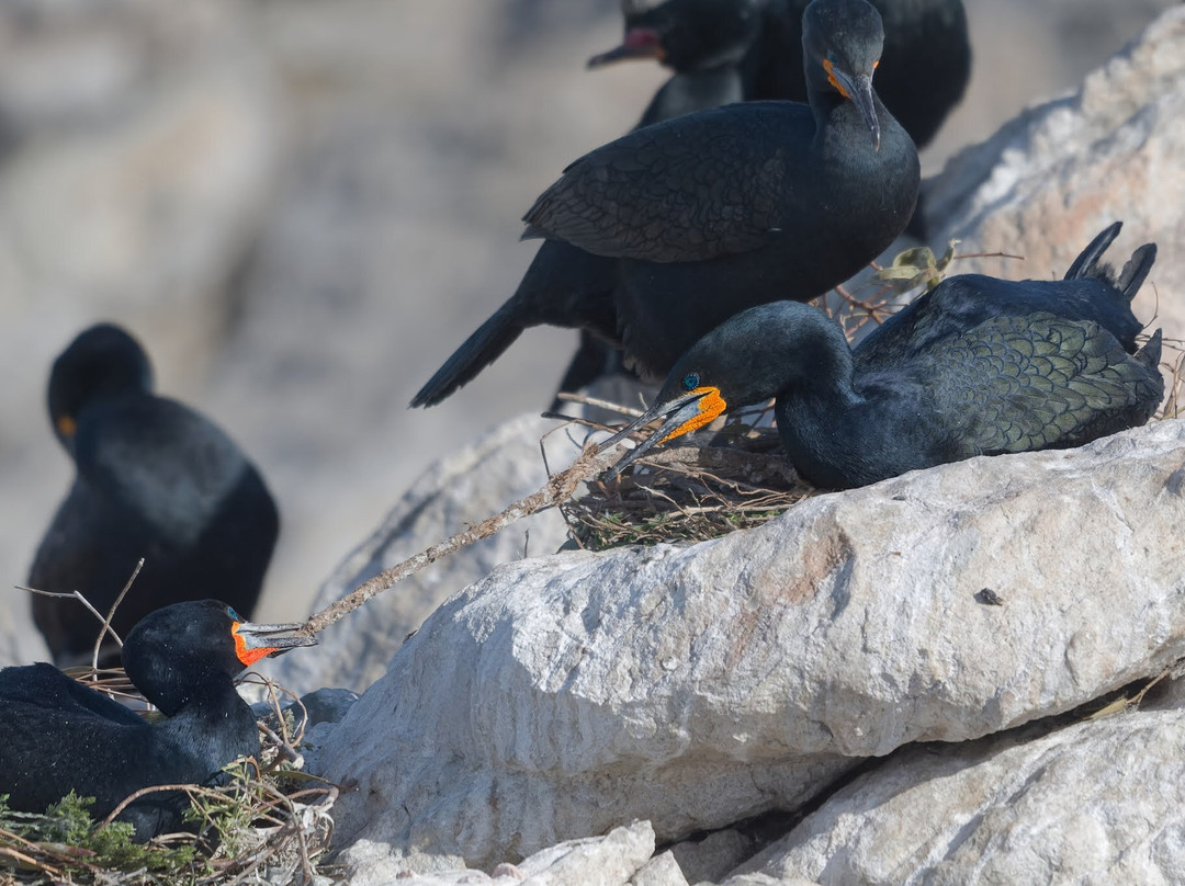 Stony Point Nature Reserve-Betty's Bay必去景点