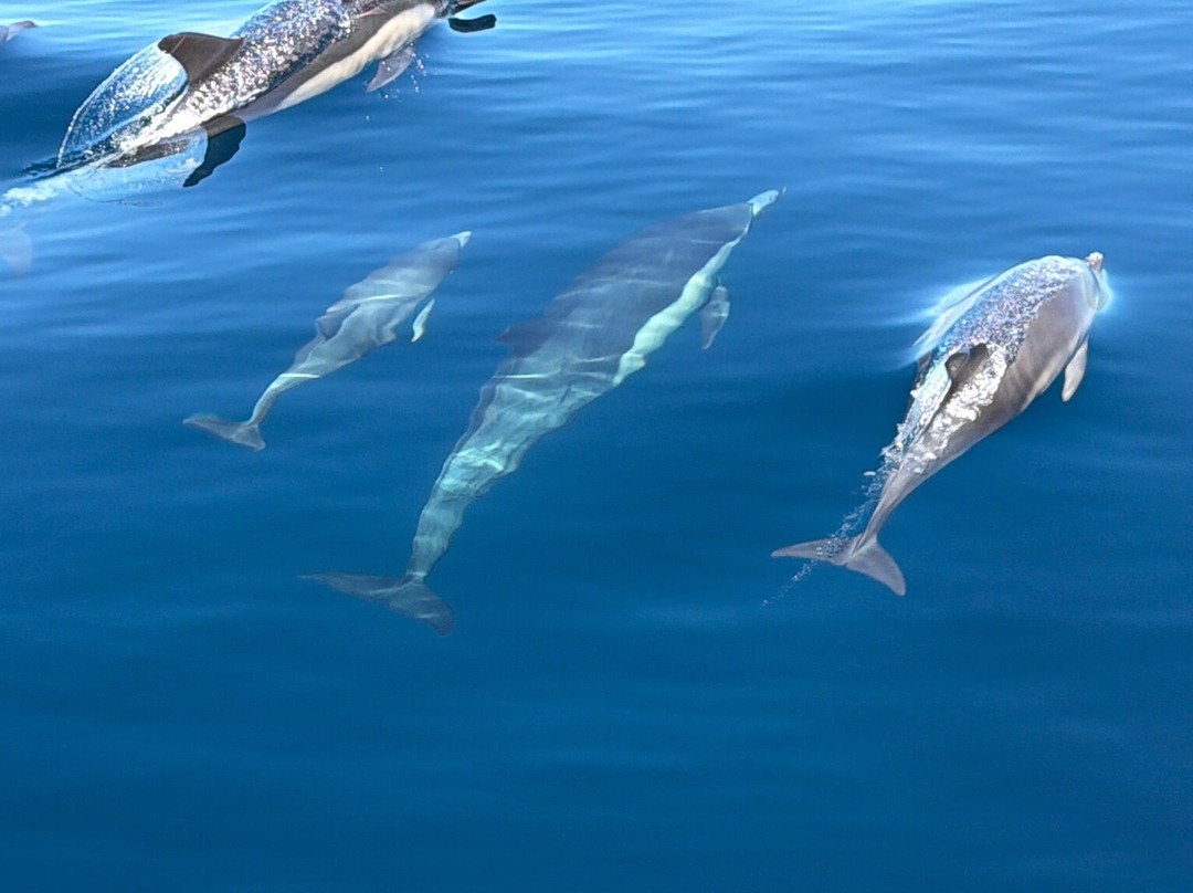 Newport Landing Whale Watching-纽波特海滩必去景点