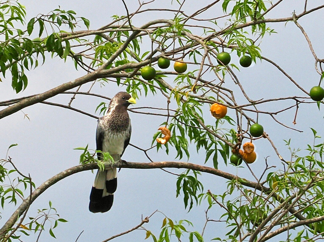 Achieve Global Safaris-坎帕拉必去景点