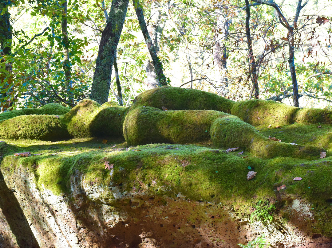 Opera Bosco - Museo di Arte nella Natura-Calcata必去景点