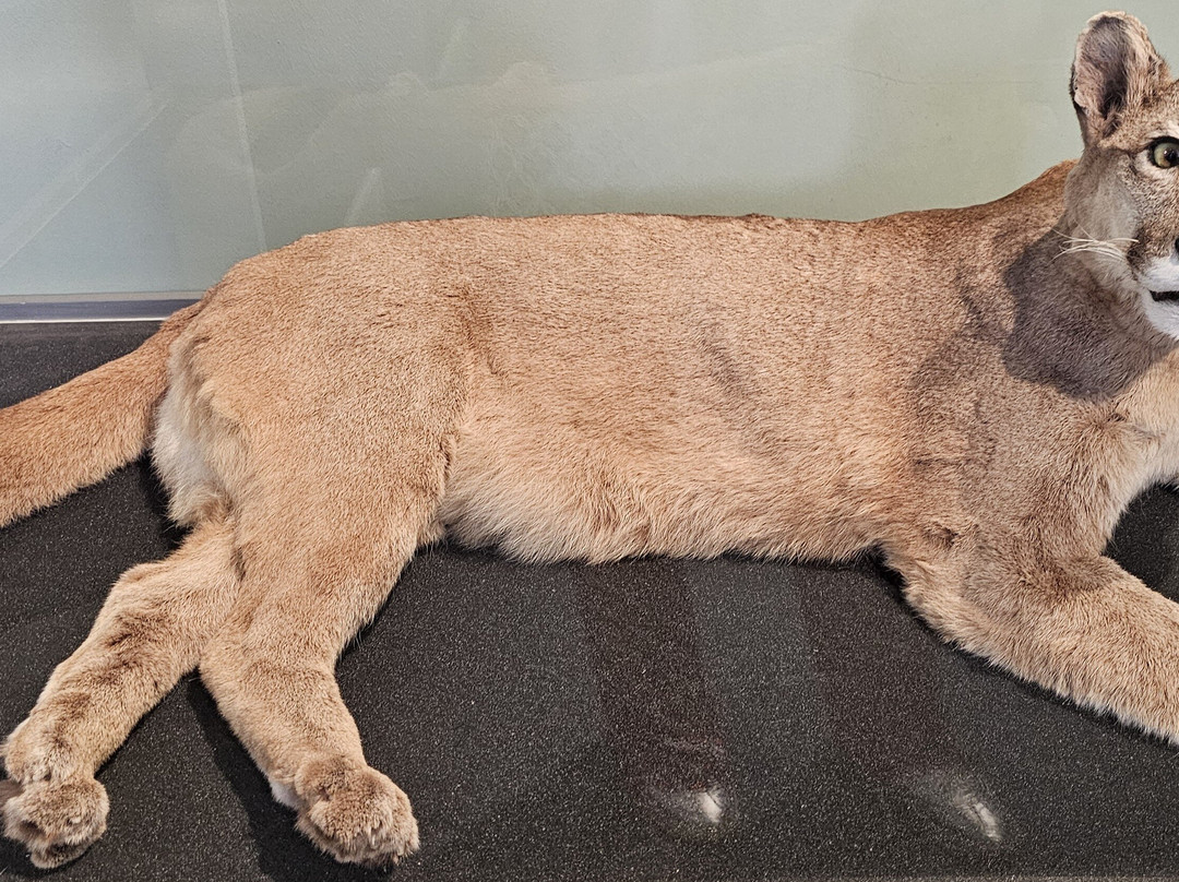 Inverness Museum and Art Gallery-因弗内斯必去景点