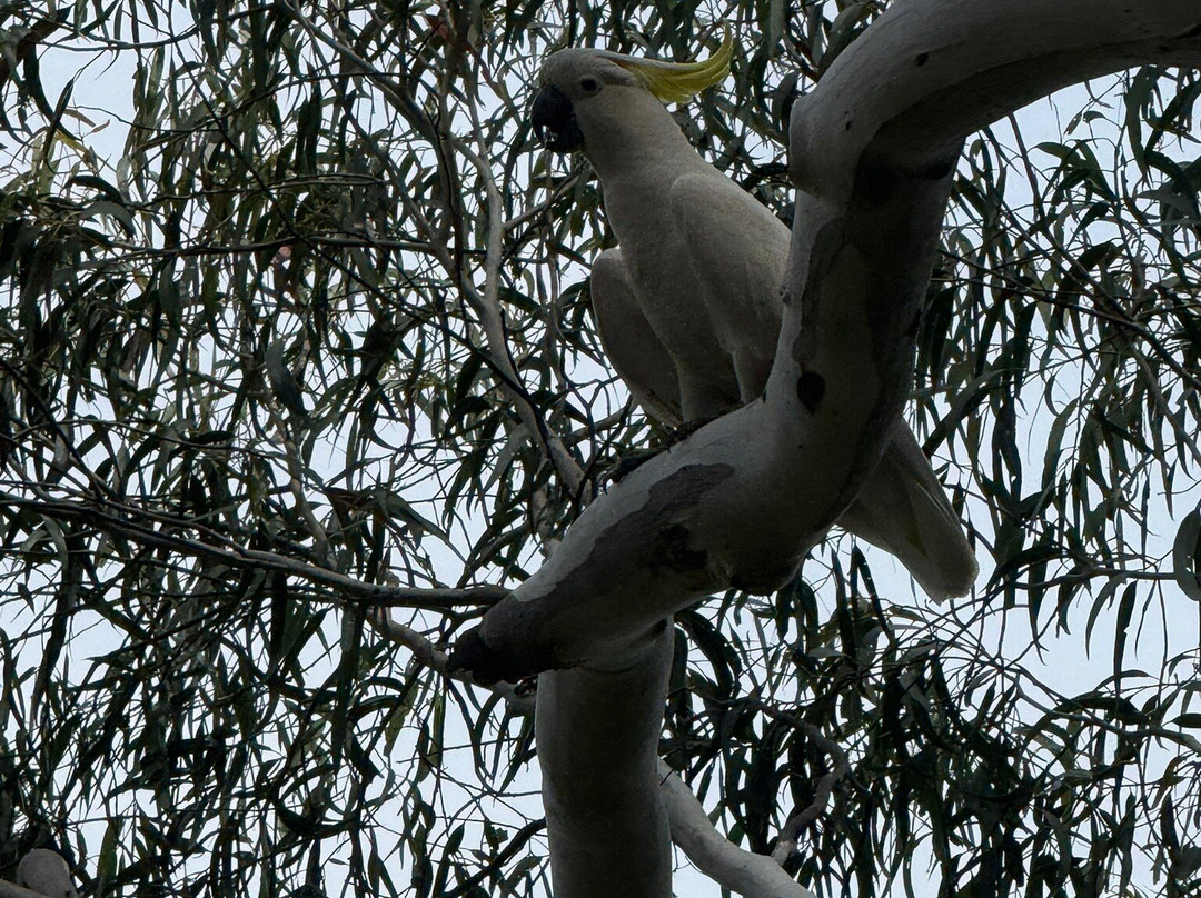 Blue Mountains Eco Tours-卡通巴必去景点