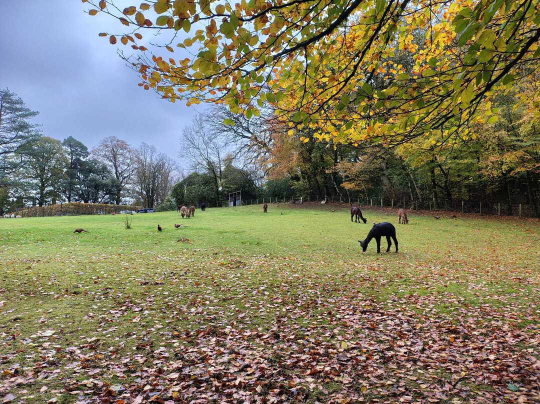 Alpacaly Ever After-Portinscale必去景点