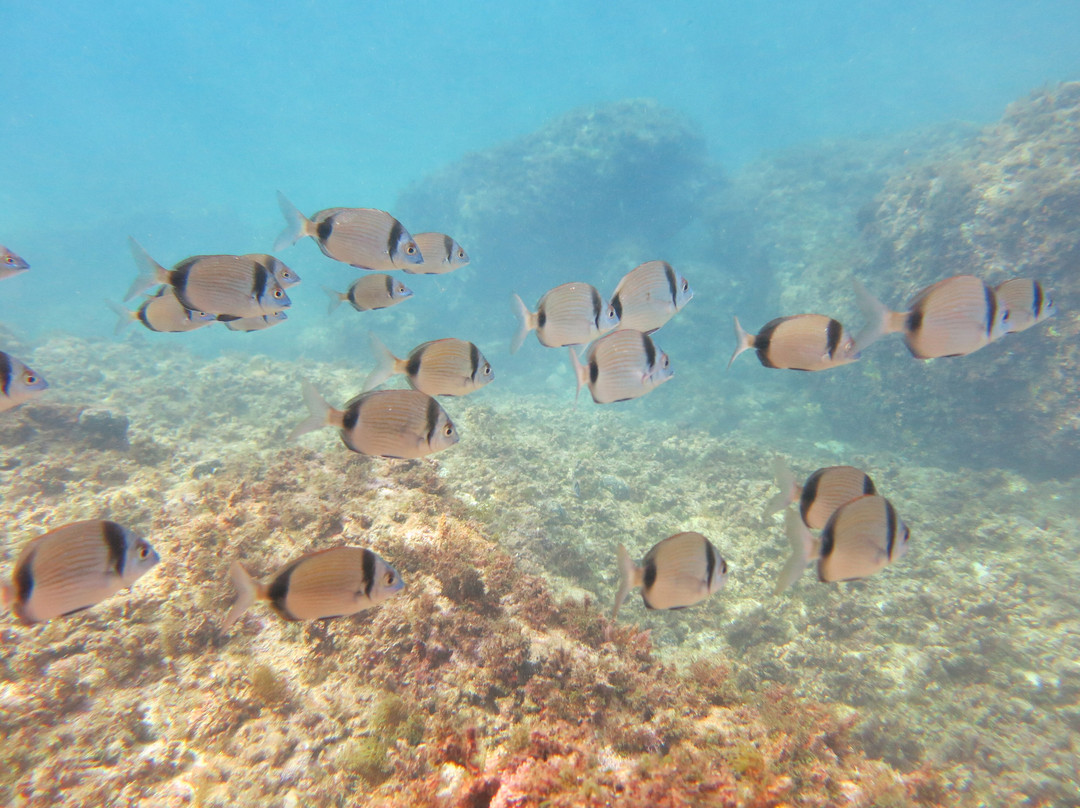 Blue Islands Diving-米诺卡必去景点
