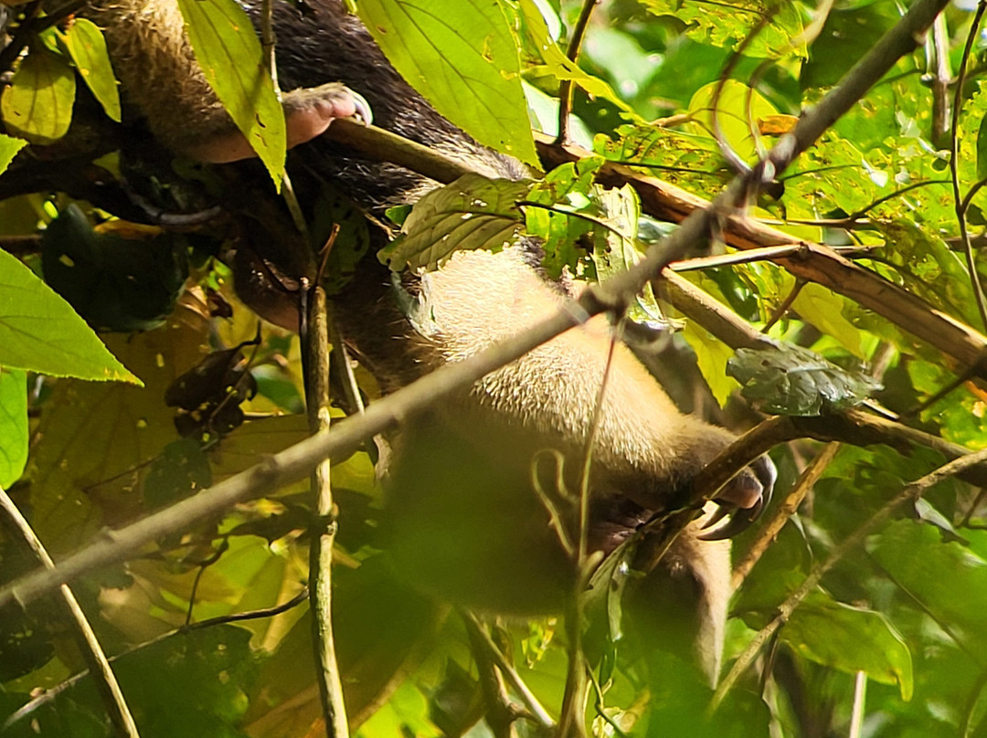 Surcos Tours-希门尼斯港必去景点