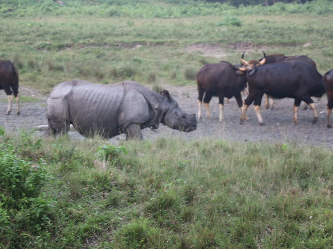 Jaldapara National Park-Alipurduar District必去景点