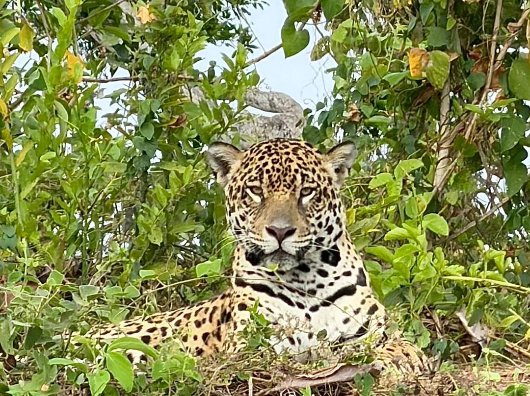 Pantanal Photo Tours-伊利亚贝拉必去景点