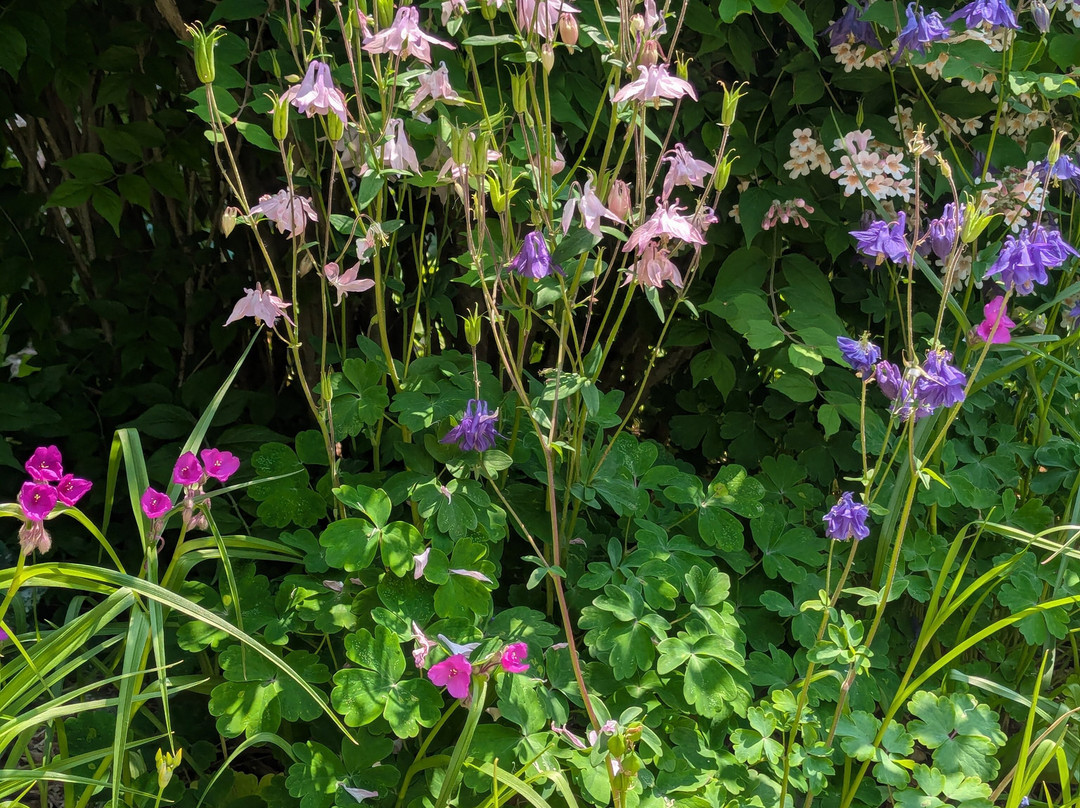 Cambridge Sculpture Garden-坎布里奇必去景点