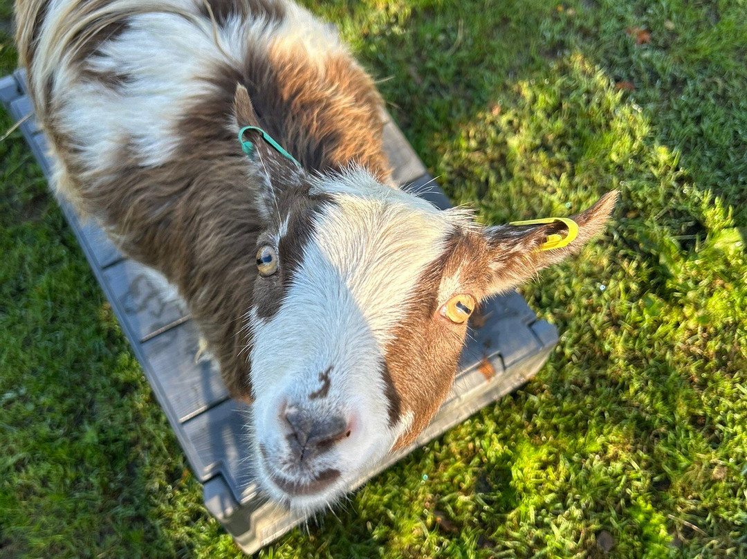 Little Goats At Brockenhurst-Brockenhurst必去景点