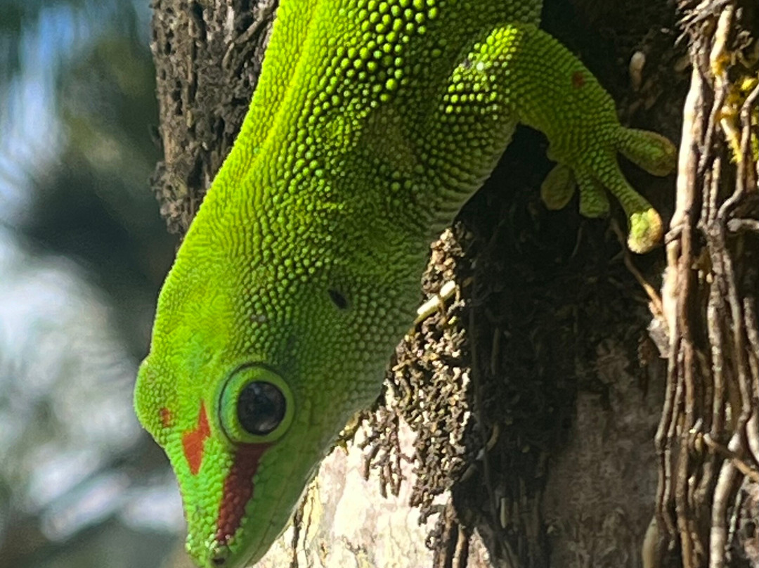 Taxis Mauritius-Plaine Magnien必去景点