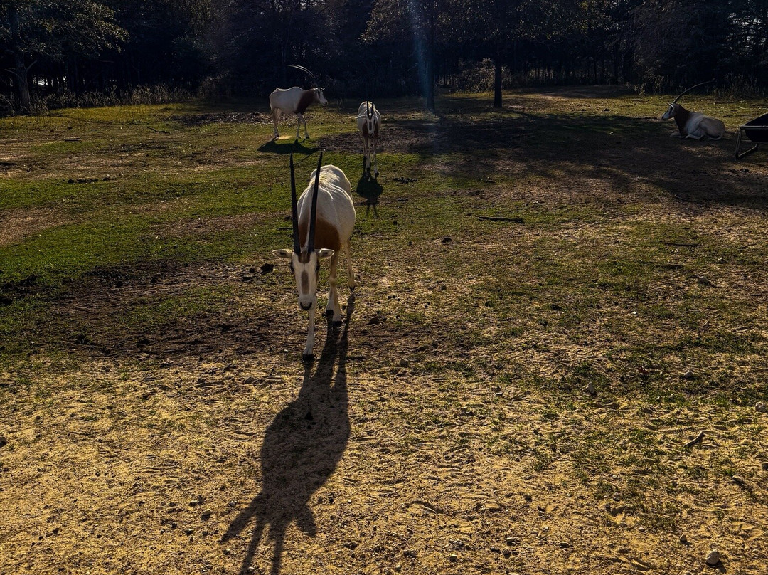 Aggieland Safari-布赖恩必去景点