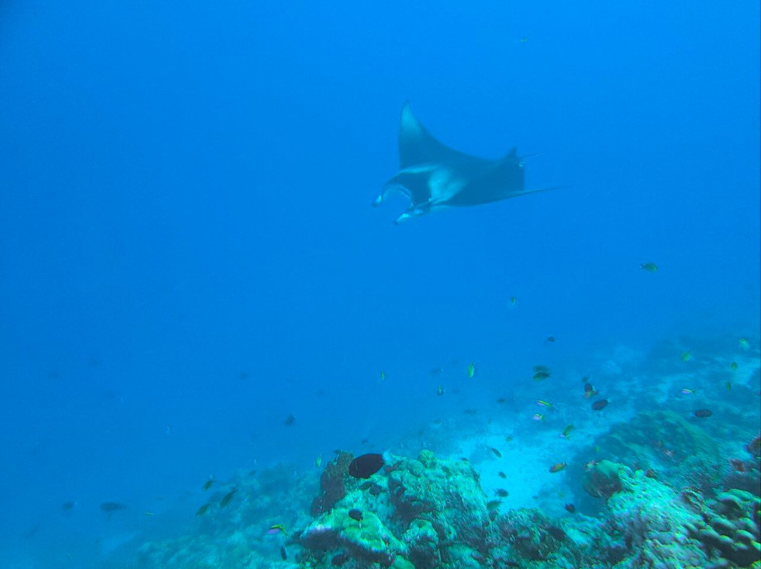 Thoddoo Diving Center-图杜岛必去景点