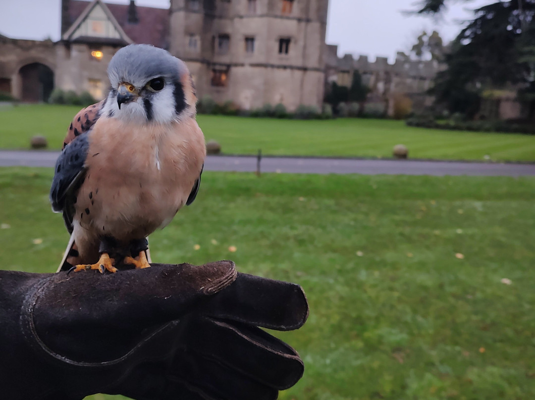 Walks With Hawks-切尔滕纳姆必去景点