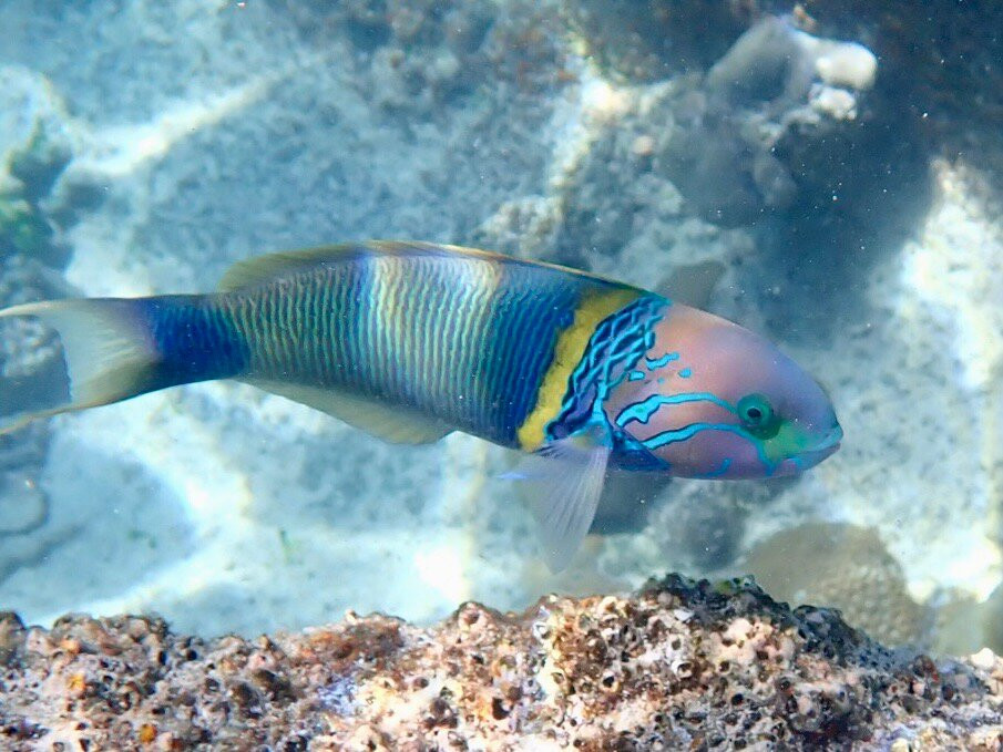 Mason's Travel-维多利亚必去景点