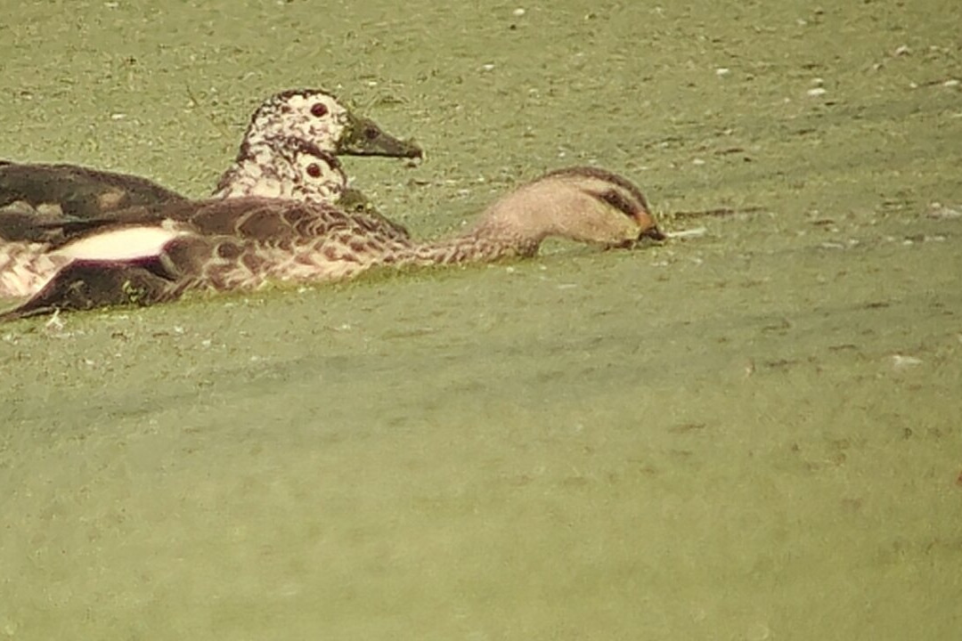 Bharatpur Bird Sanctuary-巴拉特浦必去景点