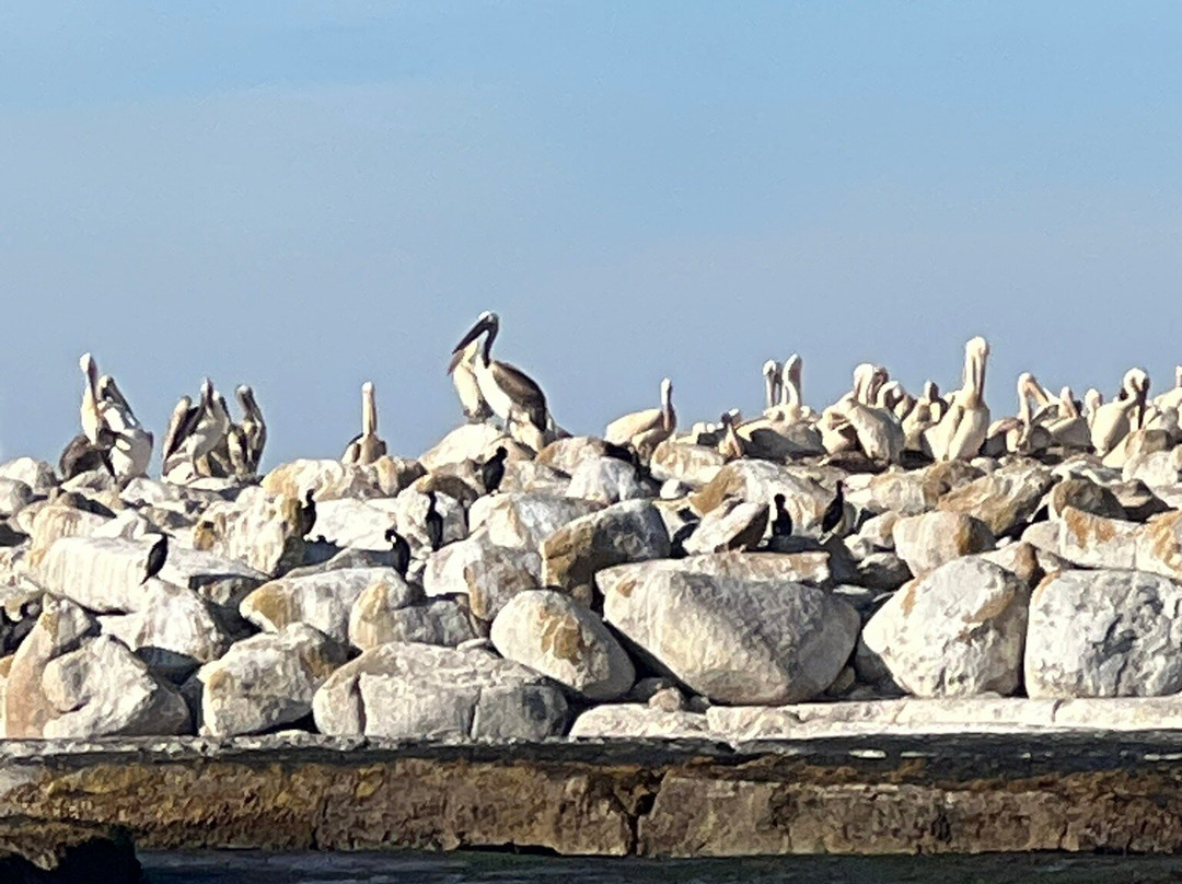 Cape Coast Expeditions-Yzerfontein必去景点