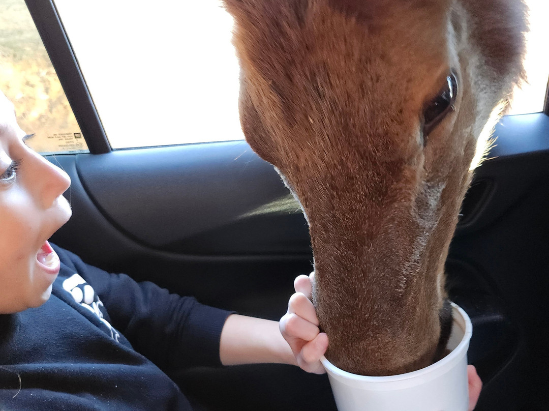 弗吉尼亚游猎公园-天然桥必去景点