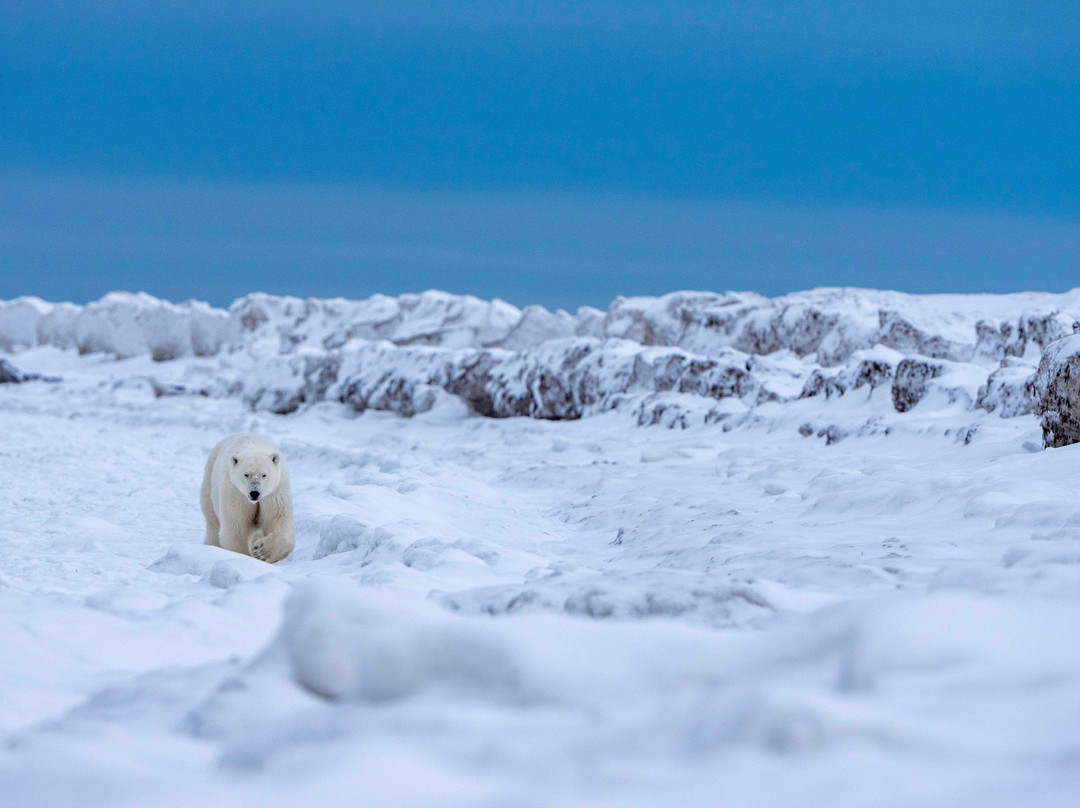 Discover Churchill Tours-丘吉尔必去景点