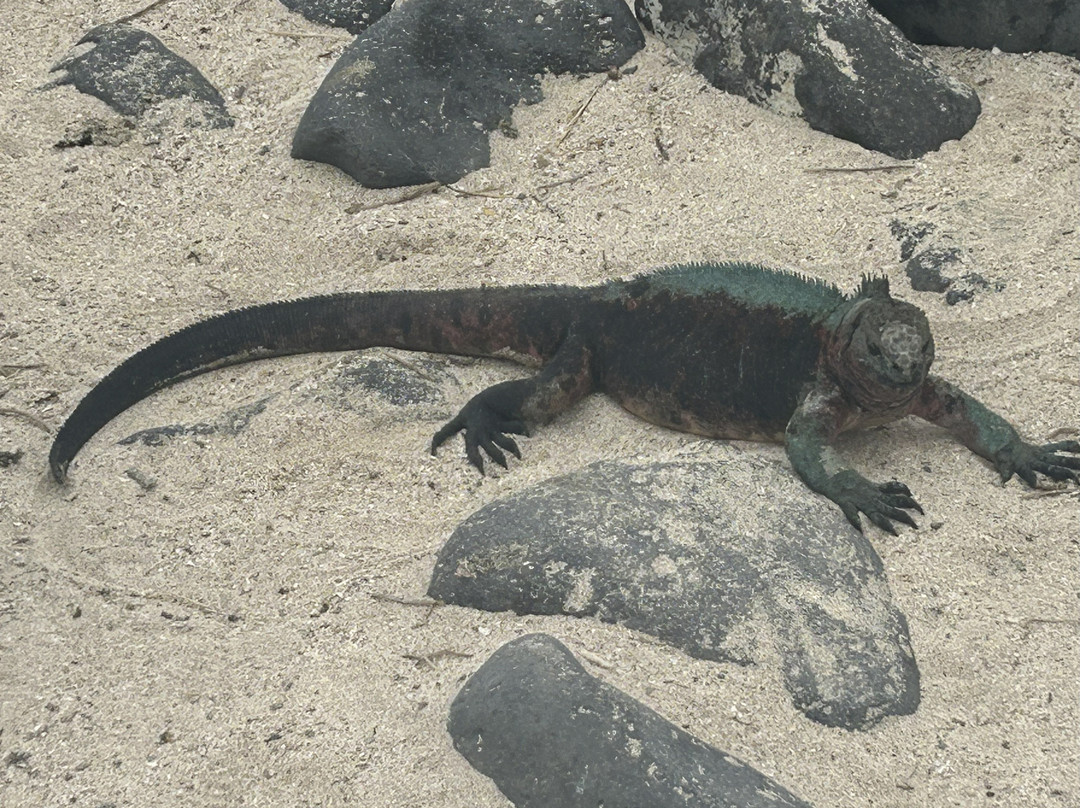 Scuba Iguana-阿约拉港必去景点