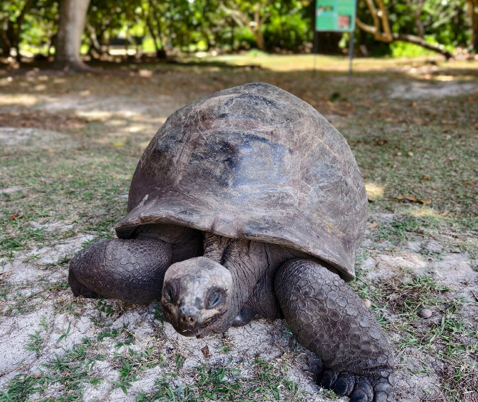 Curieuse Island-普拉兰岛必去景点