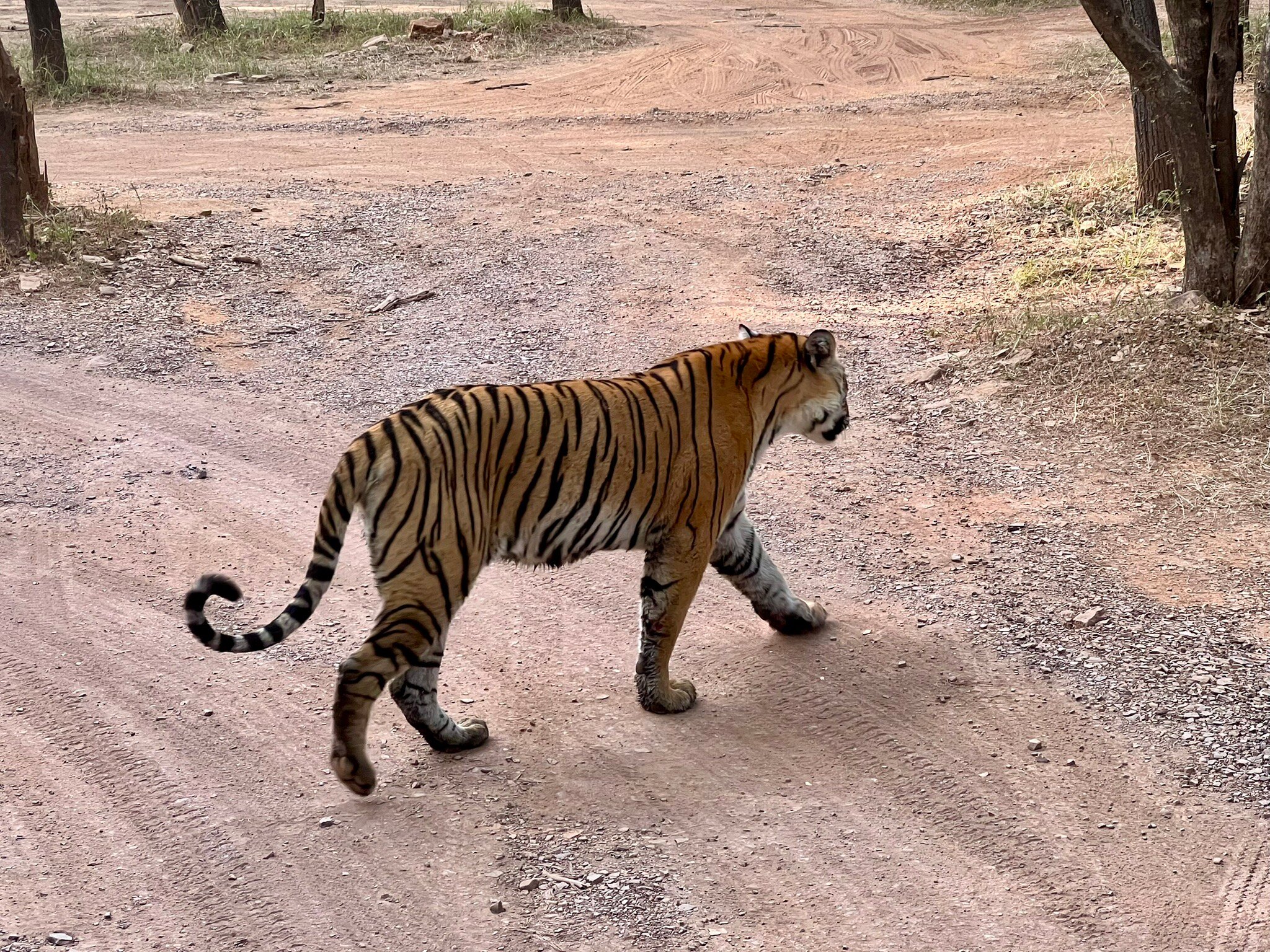 Juna Mahal Jungle Resort-官方
