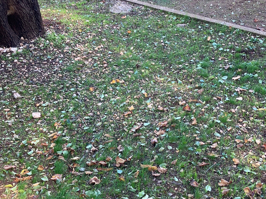 Villa Comunale Don Giacomo Donnaloja-阿尔贝罗贝洛必去景点